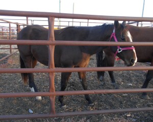 Bay QH Gelding