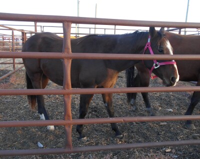 Bay QH Gelding