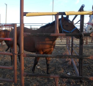 Bay QH Gelding