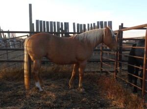 Rosie - Palomino AQHA Mare