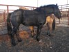 Black Mare
