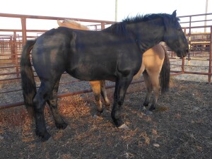 Black Mare
