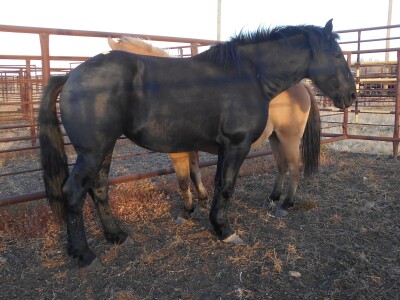 Black Mare