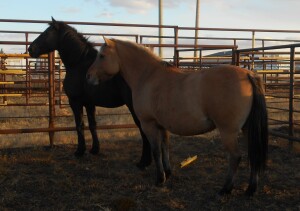 Dun Mare