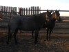 WM Chargex Queen - Black QH Mare