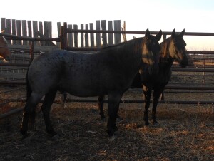WM Chargex Queen - Black QH Mare