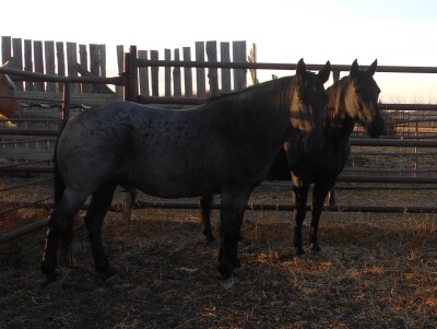 WM Chargex Queen - Black QH Mare