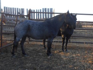 WM Double Blue Deck - Blue Roan QH Gelding