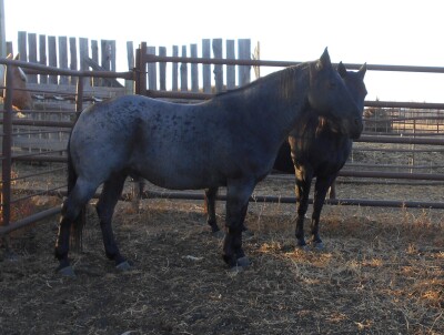 WM Double Blue Deck - Blue Roan QH Gelding