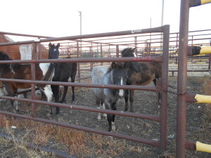 Black Appy Filly