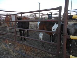 Gunner - Paint Pony Stud Colt