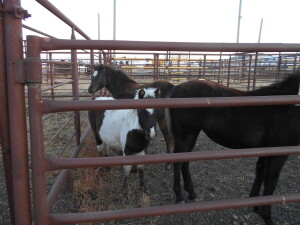 B/W Mini Stud Colt