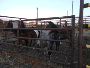 Blue Roan Mini Stud Colt