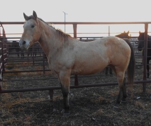 Palomino Mare
