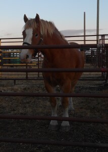 Luke - Sorrel Belgium Gelding