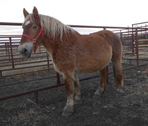 Lucy - Sorrel Belgium Mare