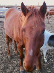 Clifford - Sorrel QH Gelding