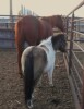 Clifford - Sorrel QH Gelding - 2