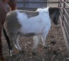 Smokie - Paint Mini Gelding