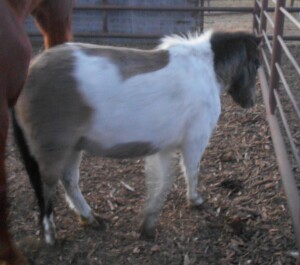 Smokie - Paint Mini Gelding