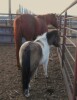 Smokie - Paint Mini Gelding - 2