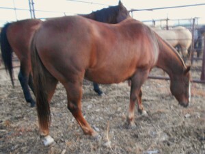 Charlie - Sorrel QH Gelding