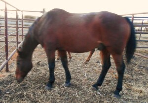 Bay Gelding