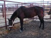 Buddy - Bay QH Gelding