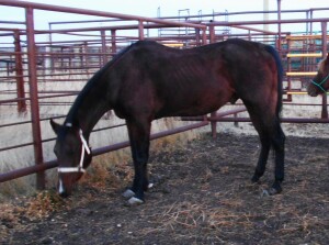 Buddy - Bay QH Gelding