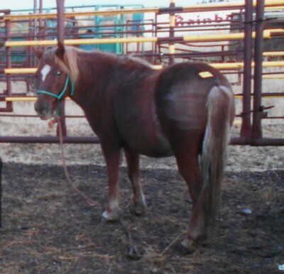 Tucker - Sorrel Welsh Cross Gelding