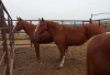 Sorrel QH Mare