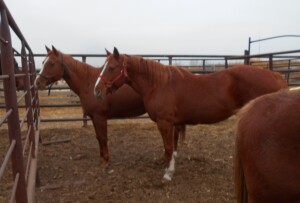 Sorrel QH Mare