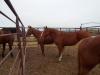 Lena - Sorrel QH Mare