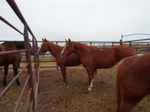 Lena - Sorrel QH Mare