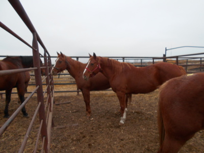 Lena - Sorrel QH Mare