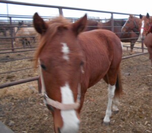 Ross - Br/W QH Stud Colt