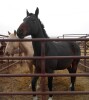 Son - Dr Brown TB Gelding