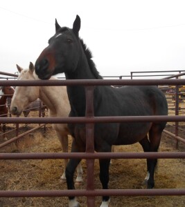 Son - Dr Brown TB Gelding