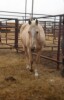 Pal - Palomino QH Gelding
