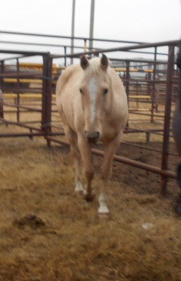 Pal - Palomino QH Gelding