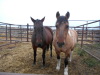 Spike - Bay Standardbred Gelding