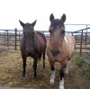 Buddy - Buckskin Fjord Draft Cross Gelding