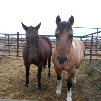 Buddy - Buckskin Fjord Draft Cross Gelding