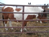 Beauty - Br/W Fjord Draft Cross Mare