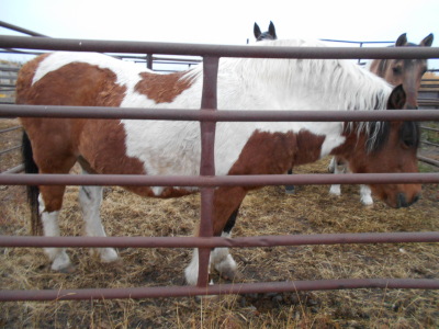 Beauty - Br/W Fjord Draft Cross Mare