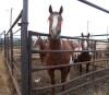 Jessie - Br/W Mare