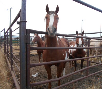 Jessie - Br/W Mare
