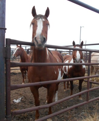 Gypsy - Br/W Mare