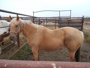 JR Zan Par Jackie - Palomino AQHA Mare