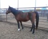 Blueberry - Bay Arab Mare